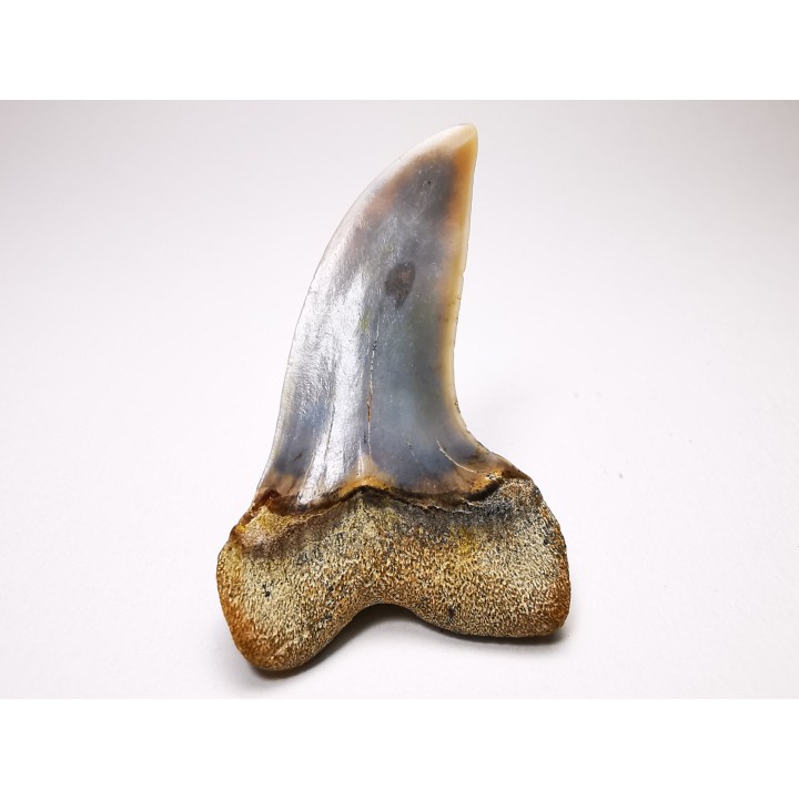 shark tooth: Cosmopolitodus planus - Miocene -  Bakersfield, California - USA