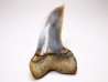 shark tooth: Cosmopolitodus planus - Miocene - Bakersfield, California - USA