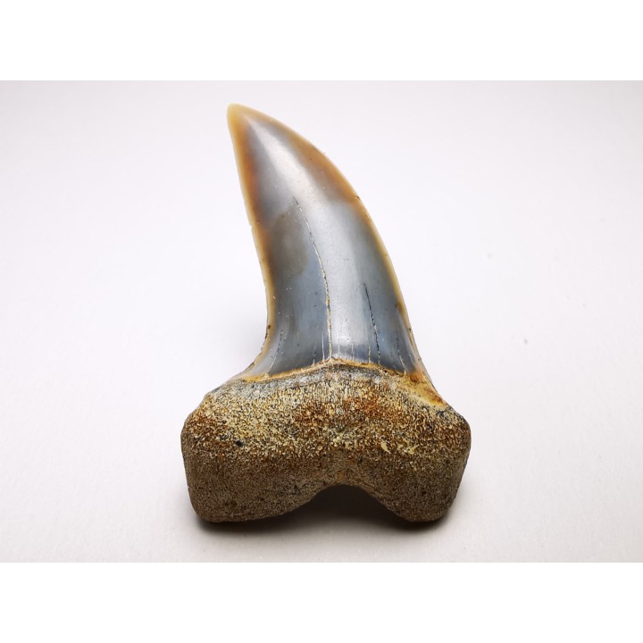 shark tooth: Cosmopolitodus planus - Miocene -  Bakersfield, California - USA
