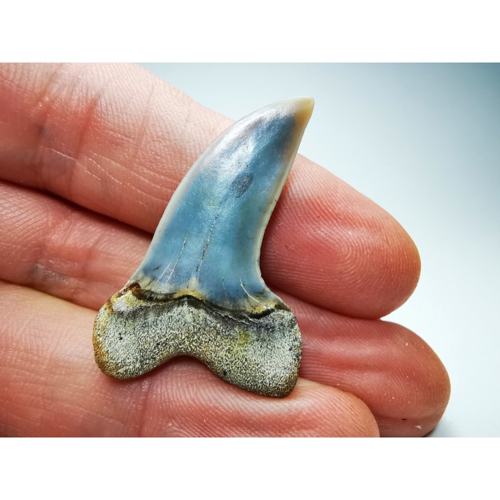 dent de requin: Cosmopolitodus planus - Miocène - Bakersfield, Californie - USA