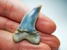 dent de requin: Cosmopolitodus planus - Miocène - Bakersfield, Californie - USA