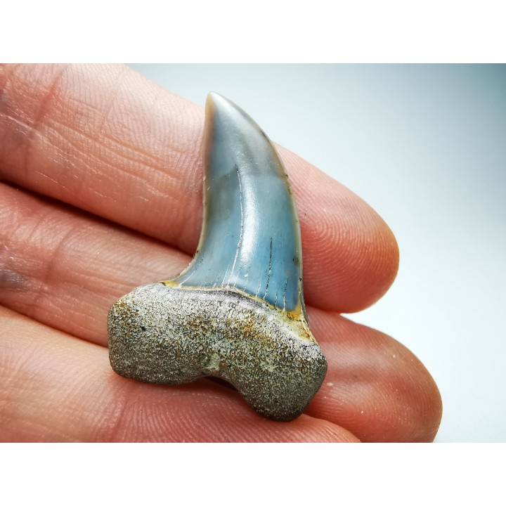 shark tooth: Cosmopolitodus planus - Miocene -  Bakersfield, California - USA