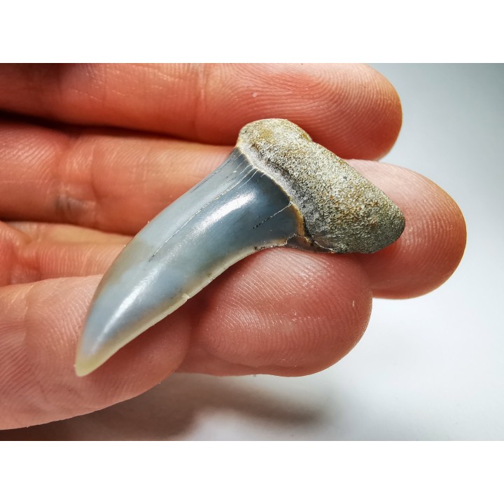 dent de requin: Cosmopolitodus planus - Miocène - Bakersfield, Californie - USA