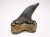 dent de requin: Cosmopolitodus planus - Miocène - Bakersfield, Californie - USA