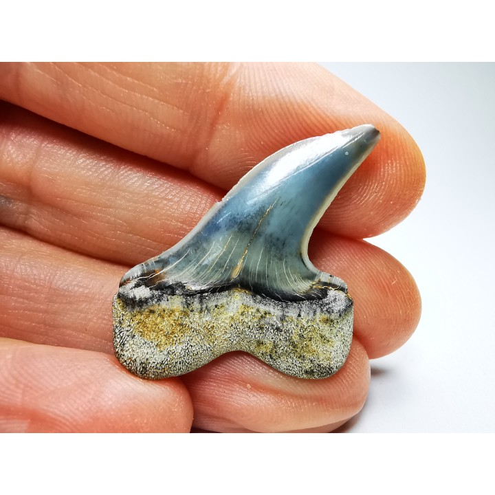 dent de requin: Cosmopolitodus planus - Miocène - Bakersfield, Californie - USA
