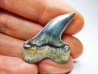 shark tooth: Cosmopolitodus planus - Miocene - Bakersfield, California - USA