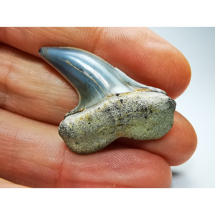 shark tooth: Cosmopolitodus planus - Miocene -  Bakersfield, California - USA