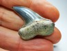 dent de requin: Cosmopolitodus planus - Miocène - Bakersfield, Californie - USA