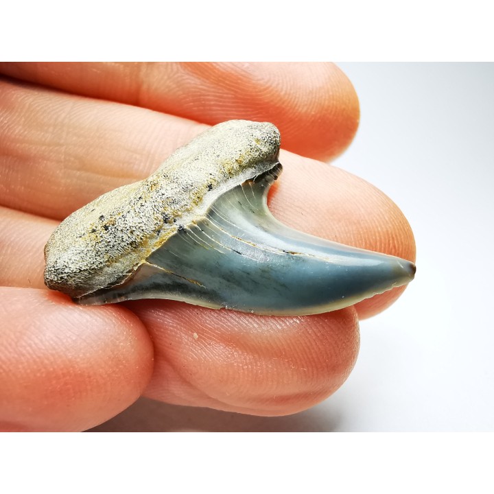 dent de requin: Cosmopolitodus planus - Miocène - Bakersfield, Californie - USA
