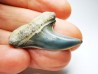 shark tooth: Cosmopolitodus planus - Miocene - Bakersfield, California - USA