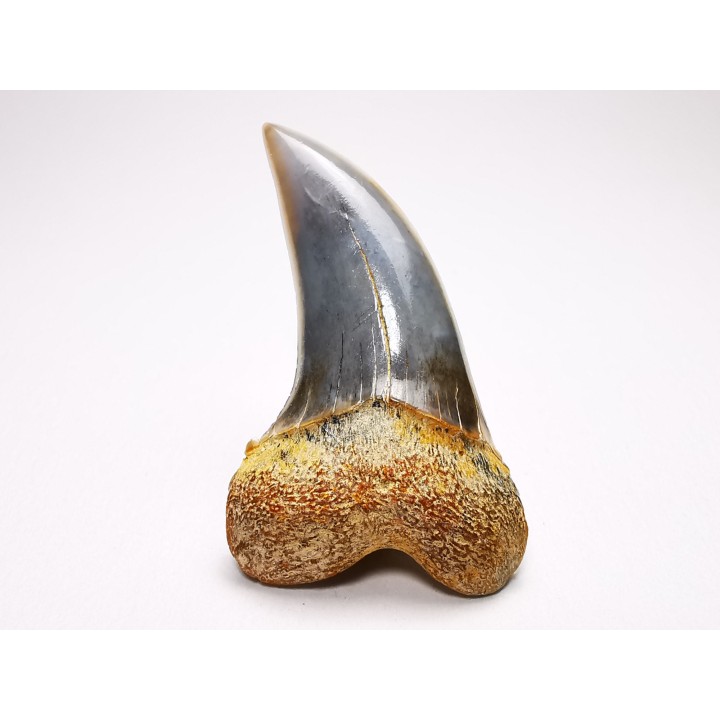 shark tooth: Cosmopolitodus planus - Miocene -  Bakersfield, California - USA