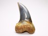 dent de requin: Cosmopolitodus planus - Miocène - Bakersfield, Californie - USA