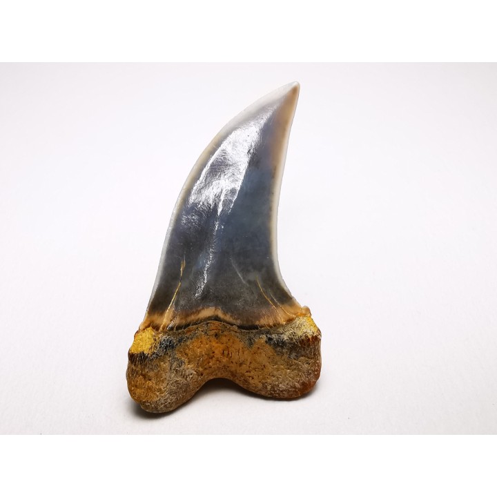 shark tooth: Cosmopolitodus planus - Miocene -  Bakersfield, California - USA