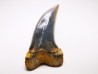 shark tooth: Cosmopolitodus planus - Miocene - Bakersfield, California - USA