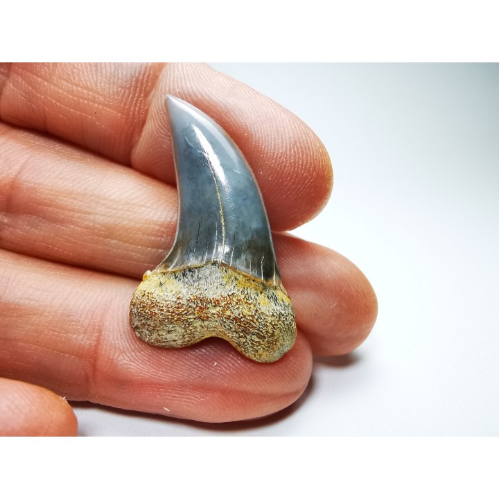 shark tooth: Cosmopolitodus planus - Miocene -  Bakersfield, California - USA