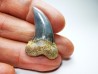 shark tooth: Cosmopolitodus planus - Miocene - Bakersfield, California - USA