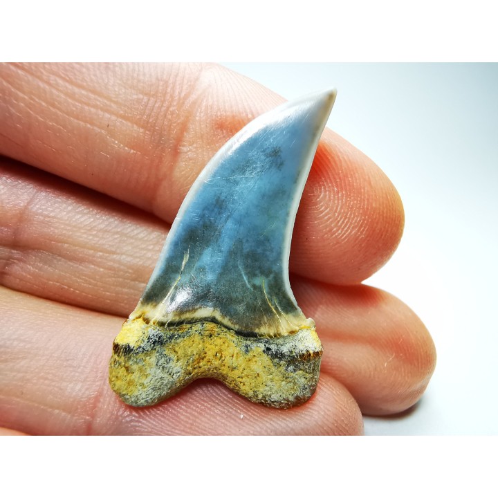 dent de requin: Cosmopolitodus planus - Miocène - Bakersfield, Californie - USA