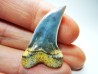 dent de requin: Cosmopolitodus planus - Miocène - Bakersfield, Californie - USA