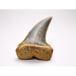 dent de requin: Cosmopolitodus planus - Miocène - Bakersfield, Californie - USA