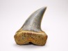 shark tooth: Cosmopolitodus planus - Miocene - Bakersfield, California - USA