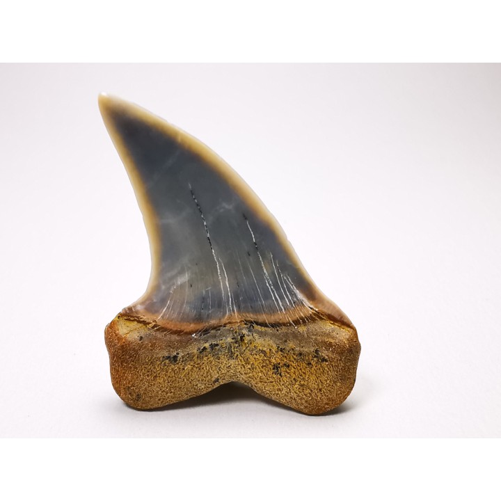 shark tooth: Cosmopolitodus planus - Miocene -  Bakersfield, California - USA