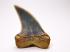 shark tooth: Cosmopolitodus planus - Miocene - Bakersfield, California - USA