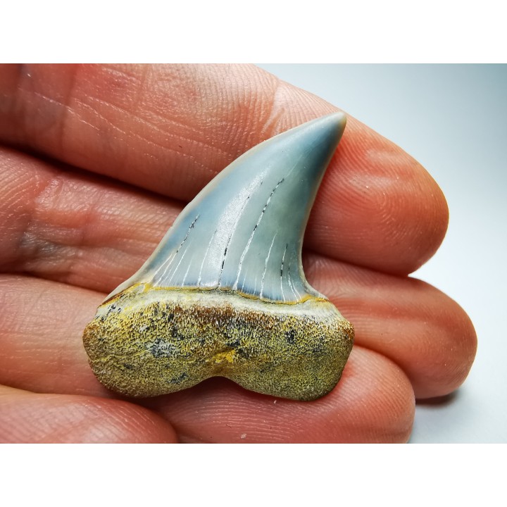 shark tooth: Cosmopolitodus planus - Miocene -  Bakersfield, California - USA