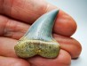 dent de requin: Cosmopolitodus planus - Miocène - Bakersfield, Californie - USA