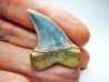 dent de requin: Cosmopolitodus planus - Miocène - Bakersfield, Californie - USA