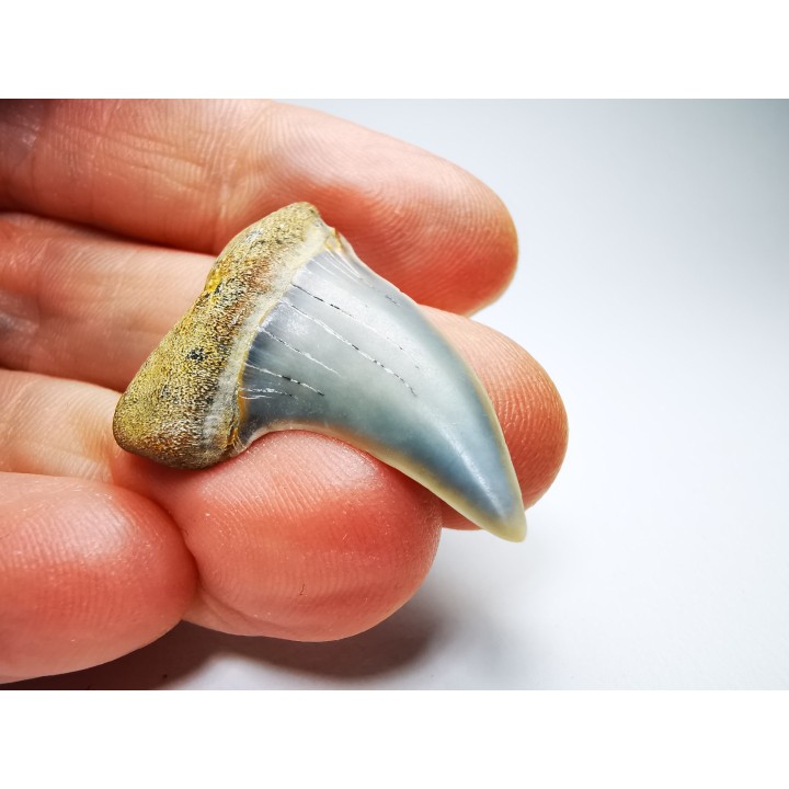 dent de requin: Cosmopolitodus planus - Miocène - Bakersfield, Californie - USA