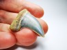 shark tooth: Cosmopolitodus planus - Miocene - Bakersfield, California - USA