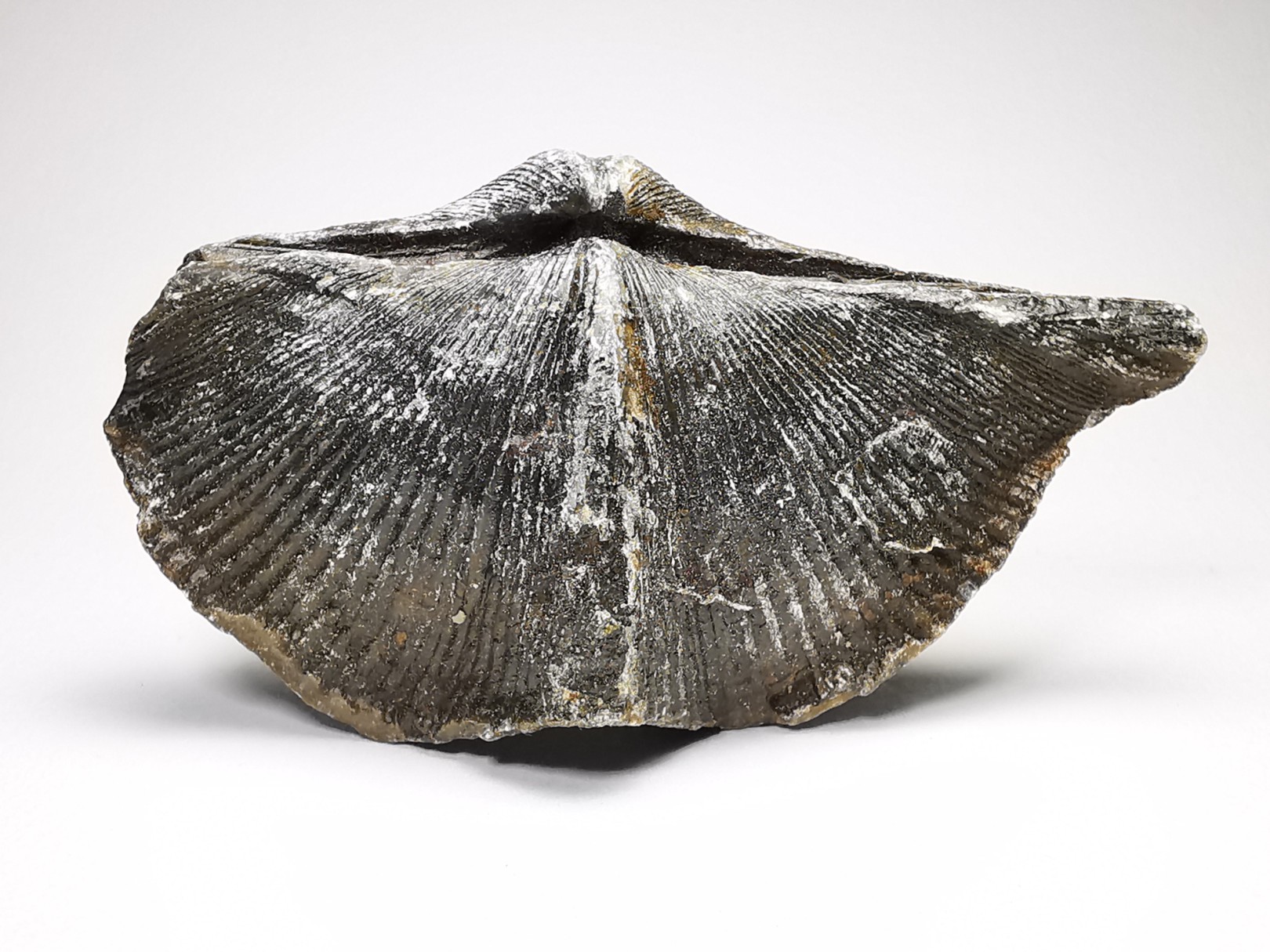 Cyrtospirifer grabaui - Late Devonian - Barvaux - Belgium
