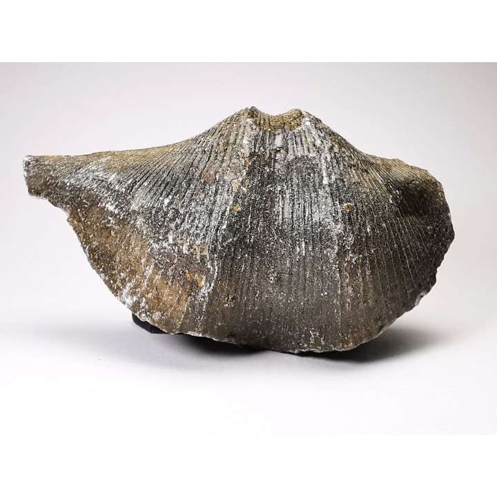 Cyrtospirifer grabaui - Late Devonian - Barvaux - Belgium