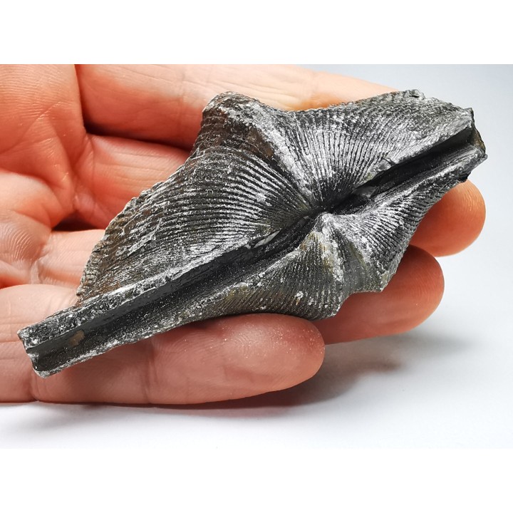 Cyrtospirifer grabaui - Late Devonian - Barvaux - Belgium