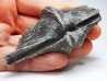 Cyrtospirifer grabaui - Late Devonian - Barvaux - Belgium