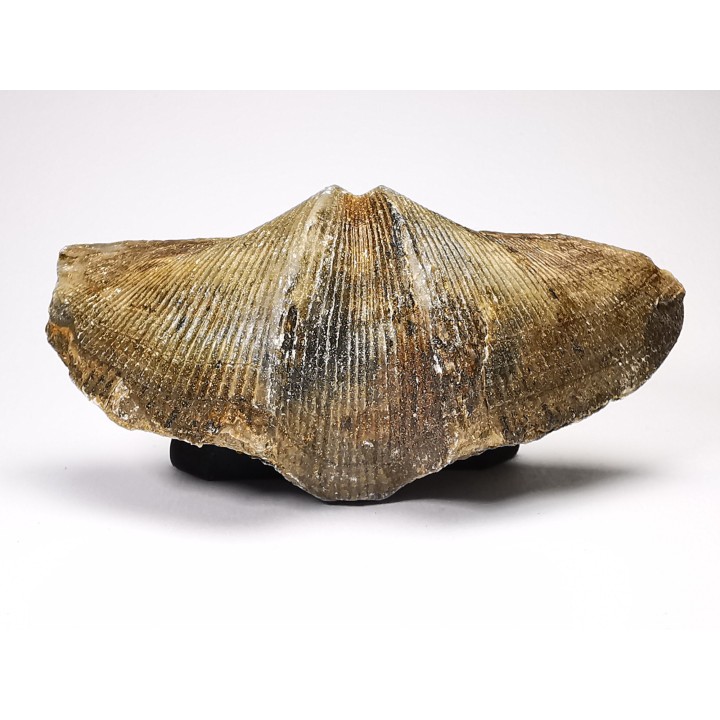 Cyrtospirifer grabaui - Late Devonian - Barvaux - Belgium