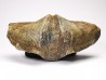 Cyrtospirifer grabaui - Late Devonian - Barvaux - Belgium