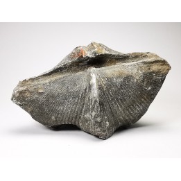 Cyrtospirifer grabaui - Late Devonian - Barvaux - Belgium