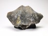 Cyrtospirifer grabaui - Late Devonian - Barvaux - Belgium