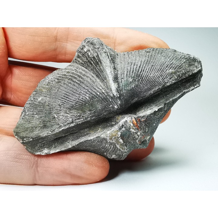 Cyrtospirifer grabaui - Late Devonian - Barvaux - Belgium