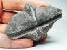 Cyrtospirifer grabaui - Late Devonian - Barvaux - Belgium