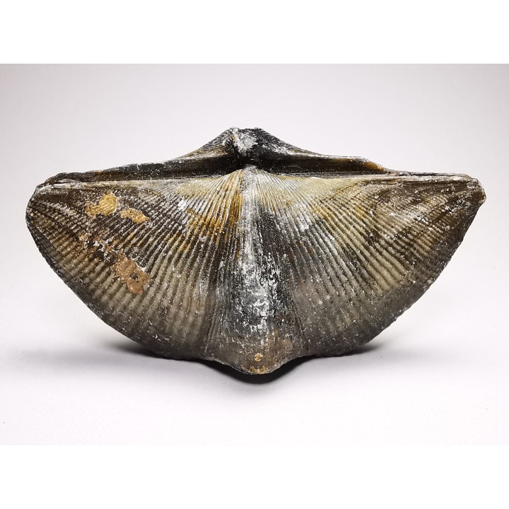 Cyrtospirifer grabaui - Late Devonian - Barvaux - Belgium