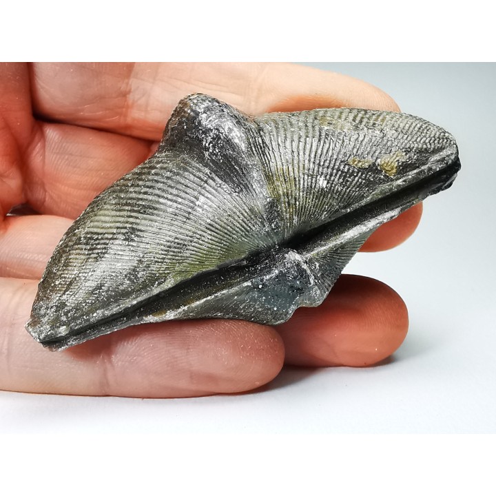 Cyrtospirifer grabaui - Late Devonian - Barvaux - Belgium