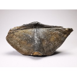 Cyrtospirifer grabaui - Late Devonian - Barvaux - Belgium