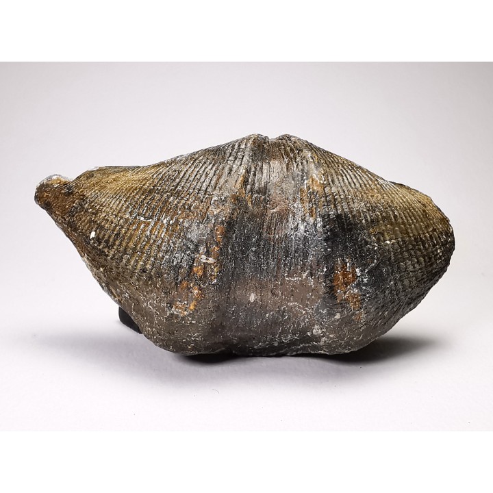 Cyrtospirifer grabaui - Late Devonian - Barvaux - Belgium