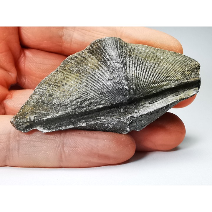 Cyrtospirifer grabaui - Late Devonian - Barvaux - Belgium
