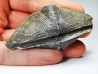 Cyrtospirifer grabaui - Late Devonian - Barvaux - Belgium