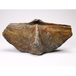 Cyrtospirifer grabaui - Late Devonian - Barvaux - Belgium