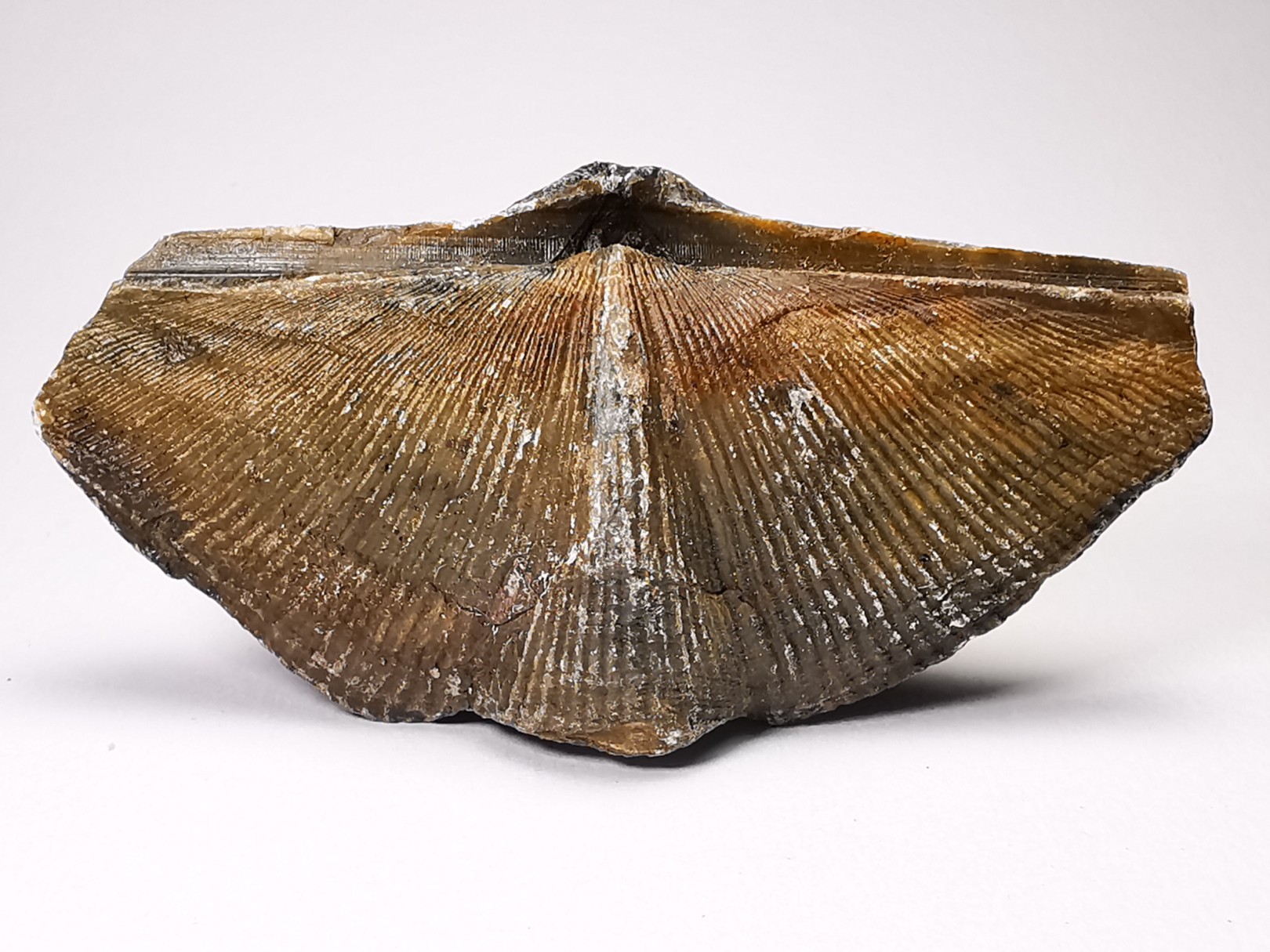 Cyrtospirifer grabaui - Late Devonian - Barvaux - Belgium