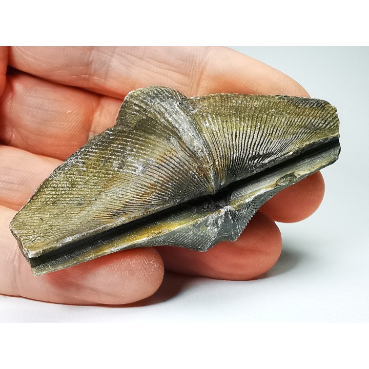 Cyrtospirifer grabaui - Late Devonian - Barvaux - Belgium